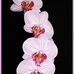 Orchideen - Phalaenopsis