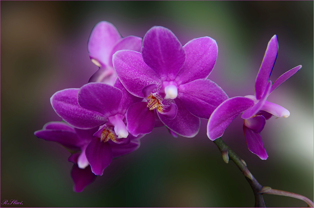 Orchideen ( Phalaenopsis )
