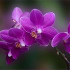 Orchideen ( Phalaenopsis )