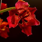 Orchideen (Phalaenopsis) die 2te