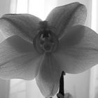 Orchideen-Portrait