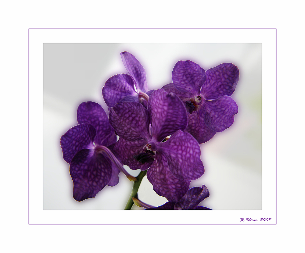 Orchideen - Portrait