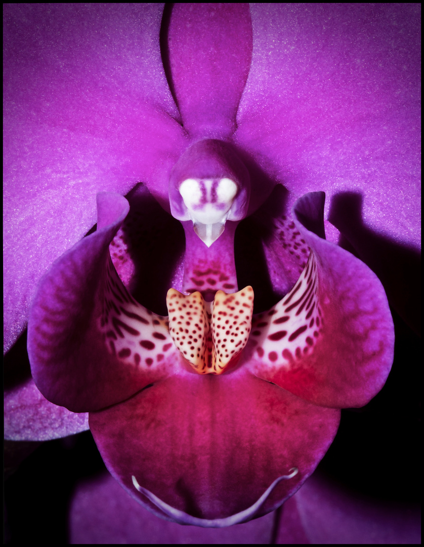 Orchideen-Portrait