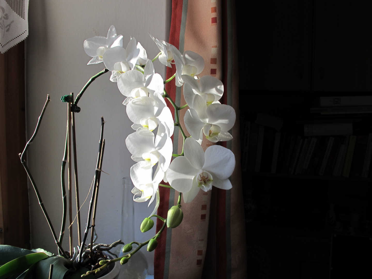 Orchideen-Pracht :-)