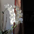 Orchideen-Pracht :-)