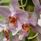 Orchideen Pracht