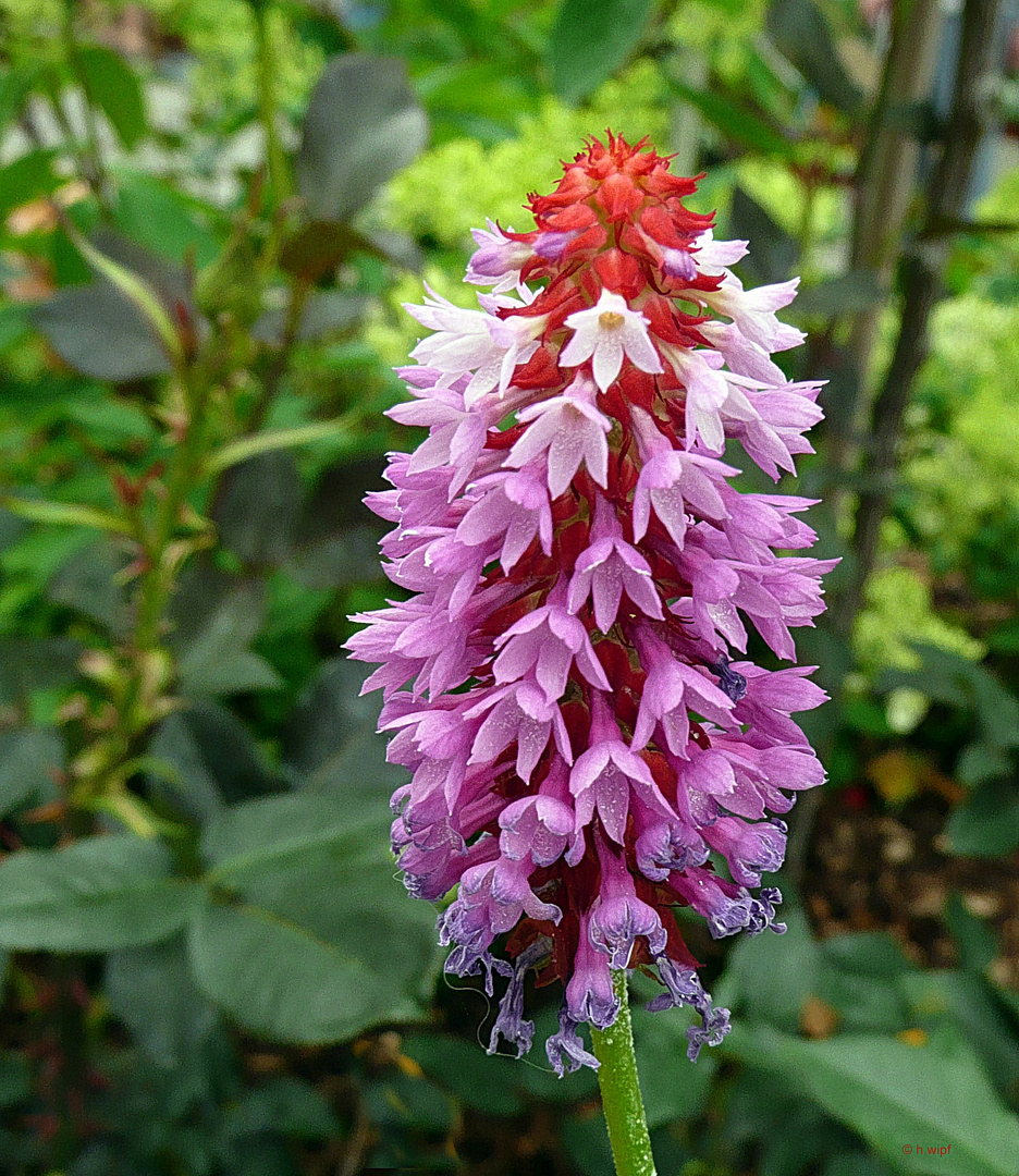 Orchideen-Primel 