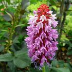Orchideen-Primel 