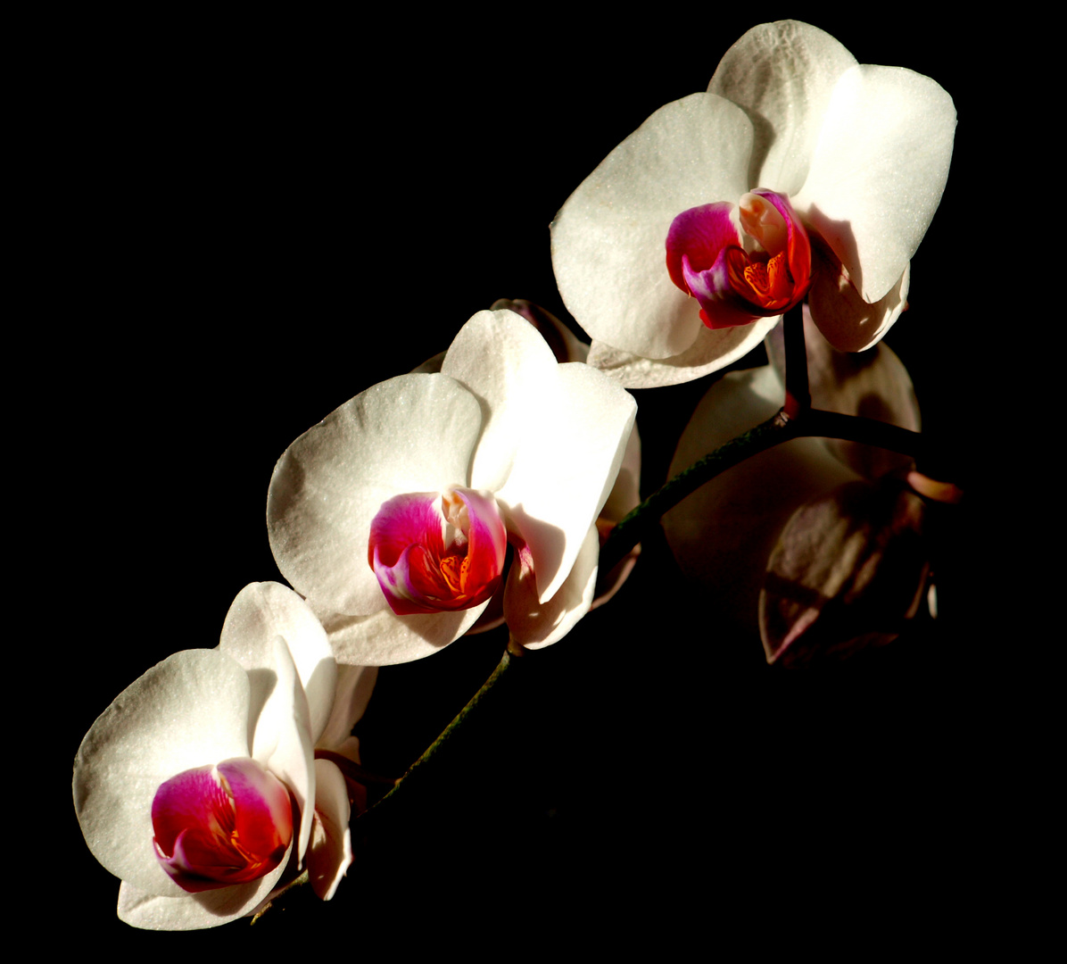 *** Orchideen Rispe ***