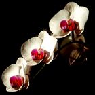 *** Orchideen Rispe ***