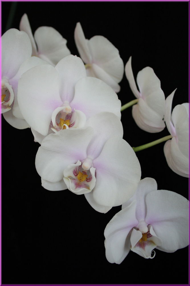 Orchideen-Rispe