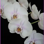 Orchideen-Rispe