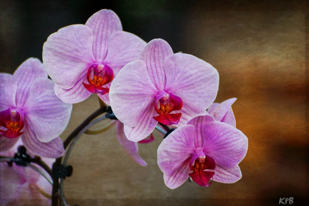 Orchideen Rispe