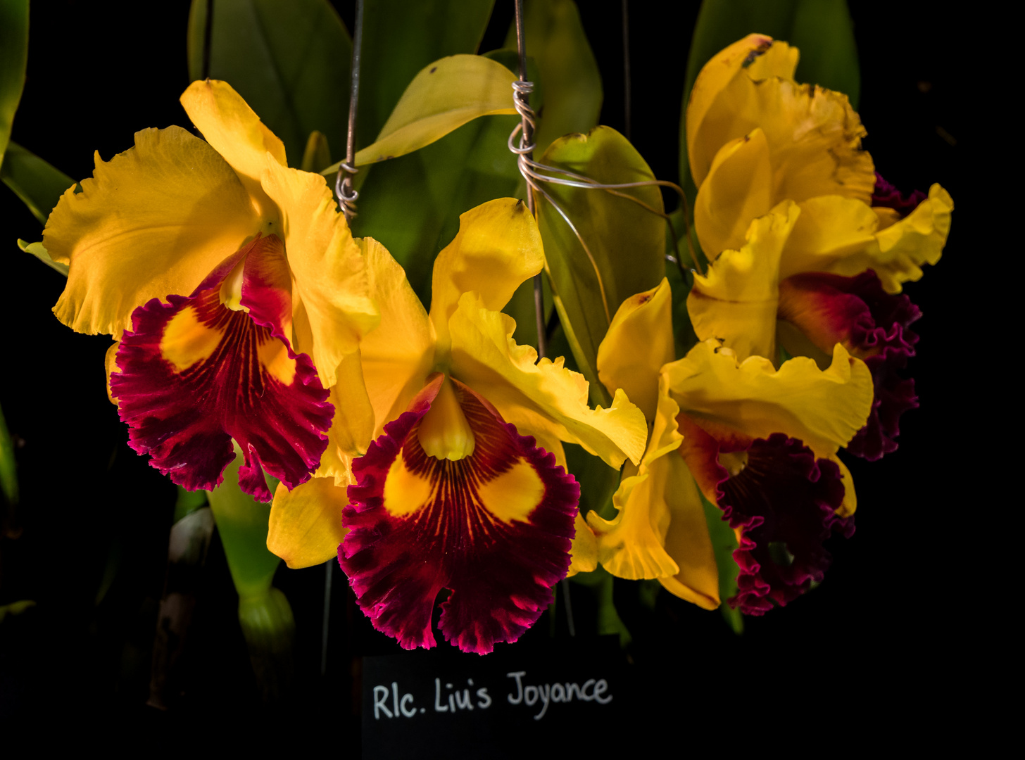 Orchideen (Rlc. Liu's Joyance)