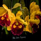 Orchideen (Rlc. Liu's Joyance)