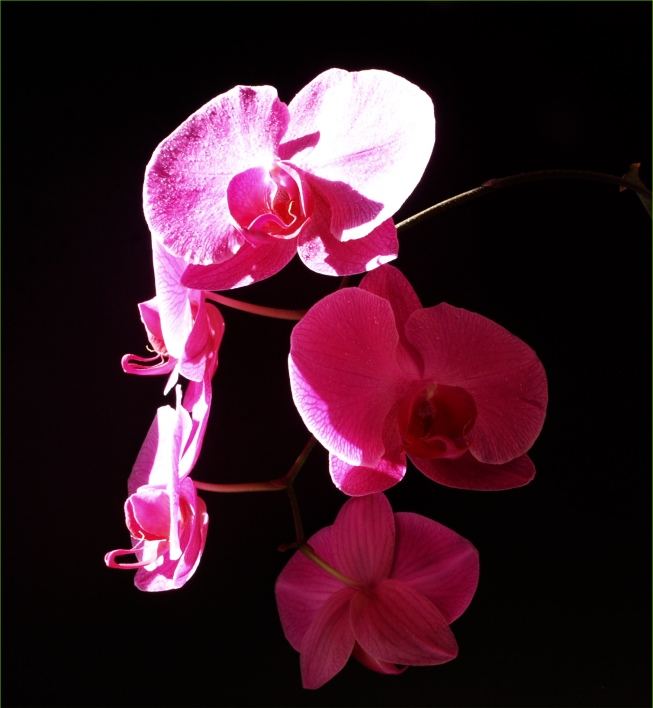 Orchideen satt