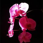 Orchideen satt