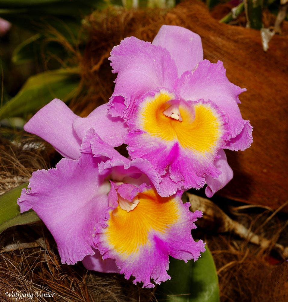 Orchideen- Schau auf der Insel Mainau