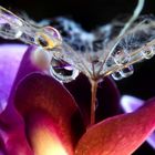 Orchideen-Schirmchen