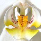 ORCHIDEEN SCHLUND