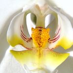 ORCHIDEEN SCHLUND