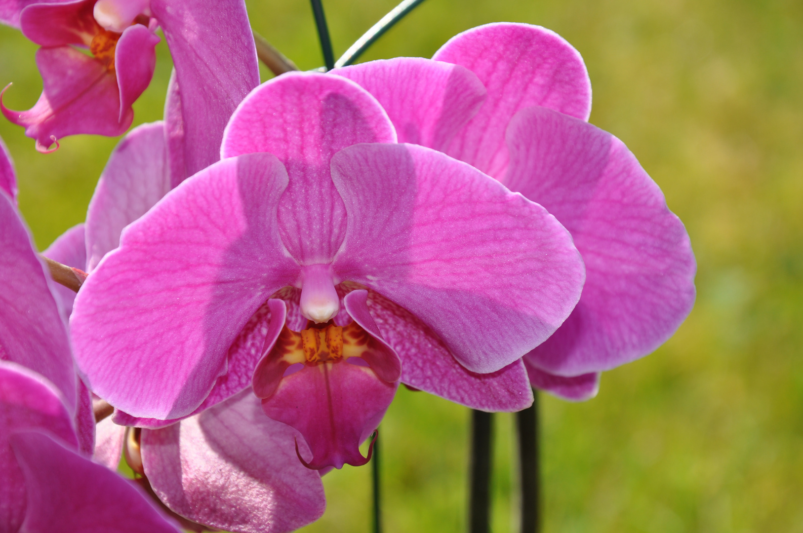 Orchideen-Schmetterling