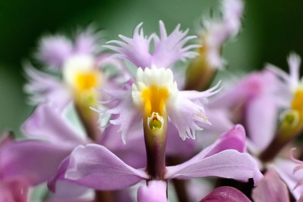 Orchideen-Schönheit von Jürgen Wöhlke 