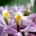 Orchideen-Schönheit