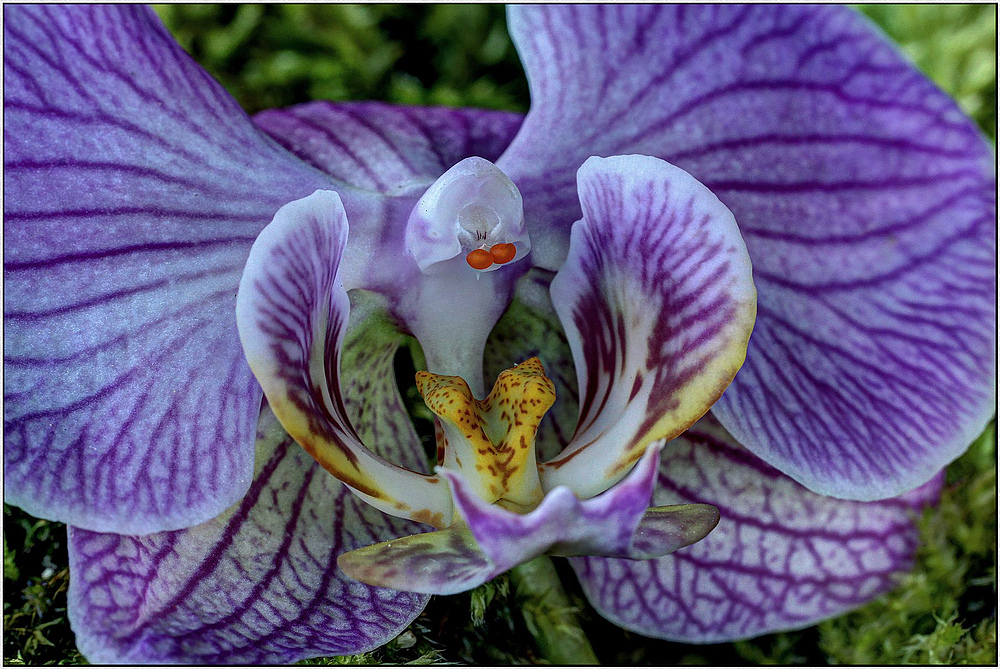 Orchideen-Schönheit : HDR Macro