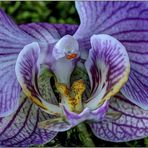 Orchideen-Schönheit : HDR Macro