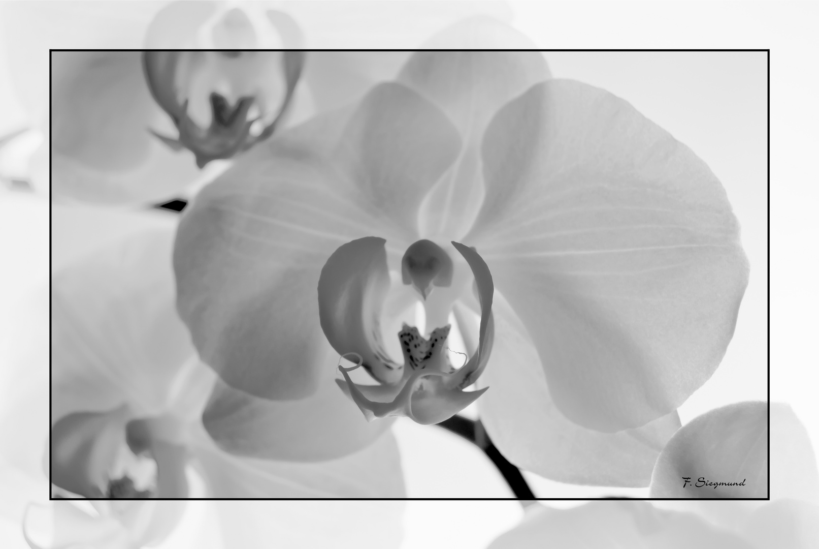 Orchideen Schwarz Weiss Foto Bild Pflanzen Pilze Flechten Bluten Kleinpflanzen Orchideen Bilder Auf Fotocommunity