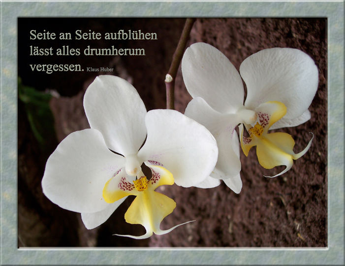 Orchideen Seite an Seite