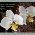 Orchideen Seite an Seite