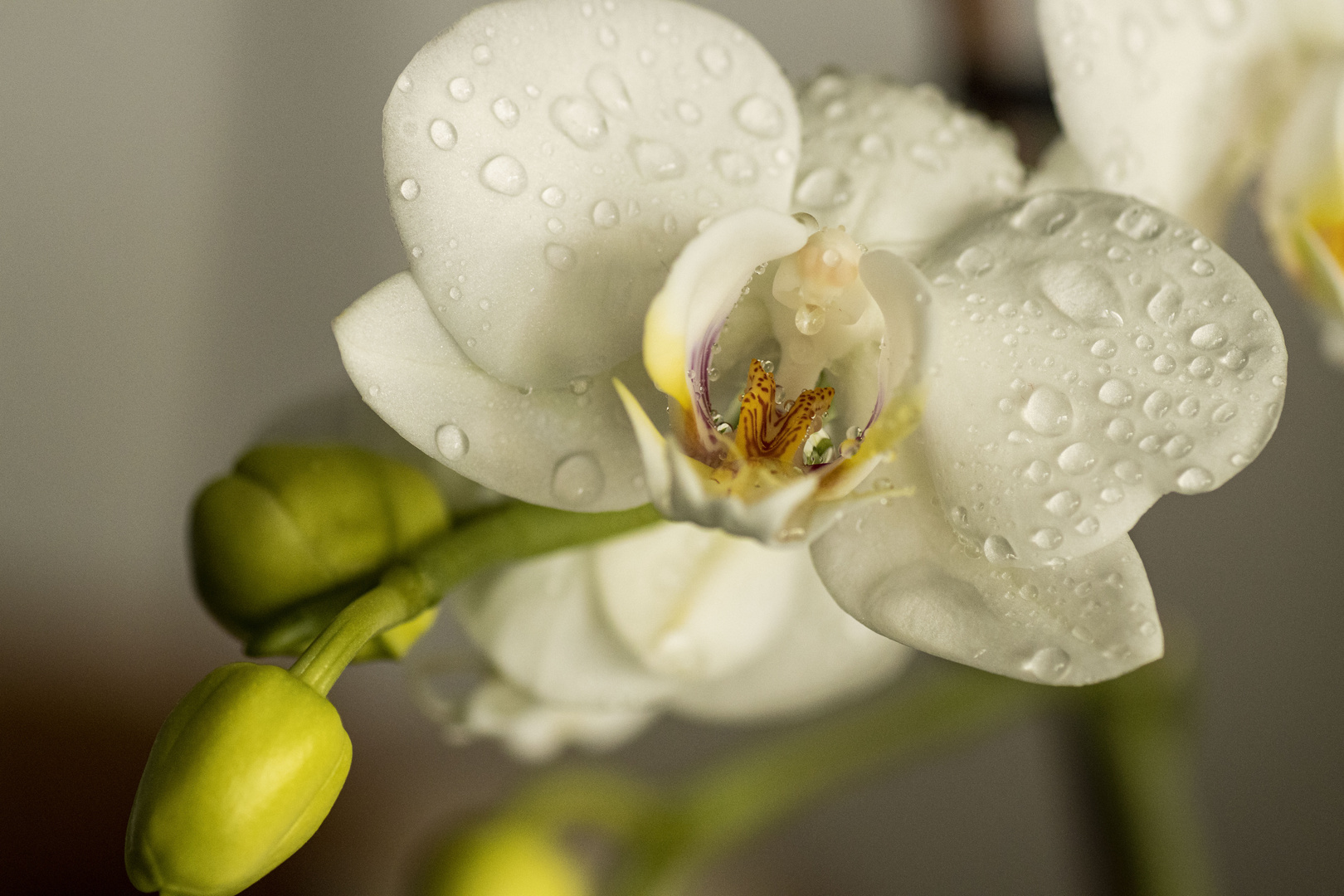 Orchideen sind einfach schön