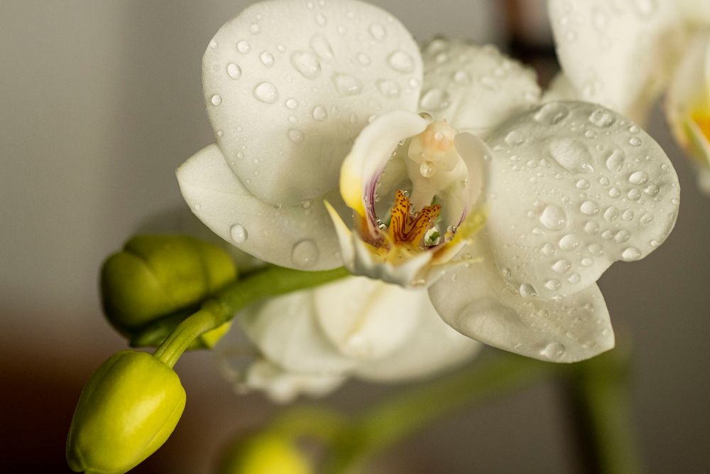 Orchideen sind einfach schön