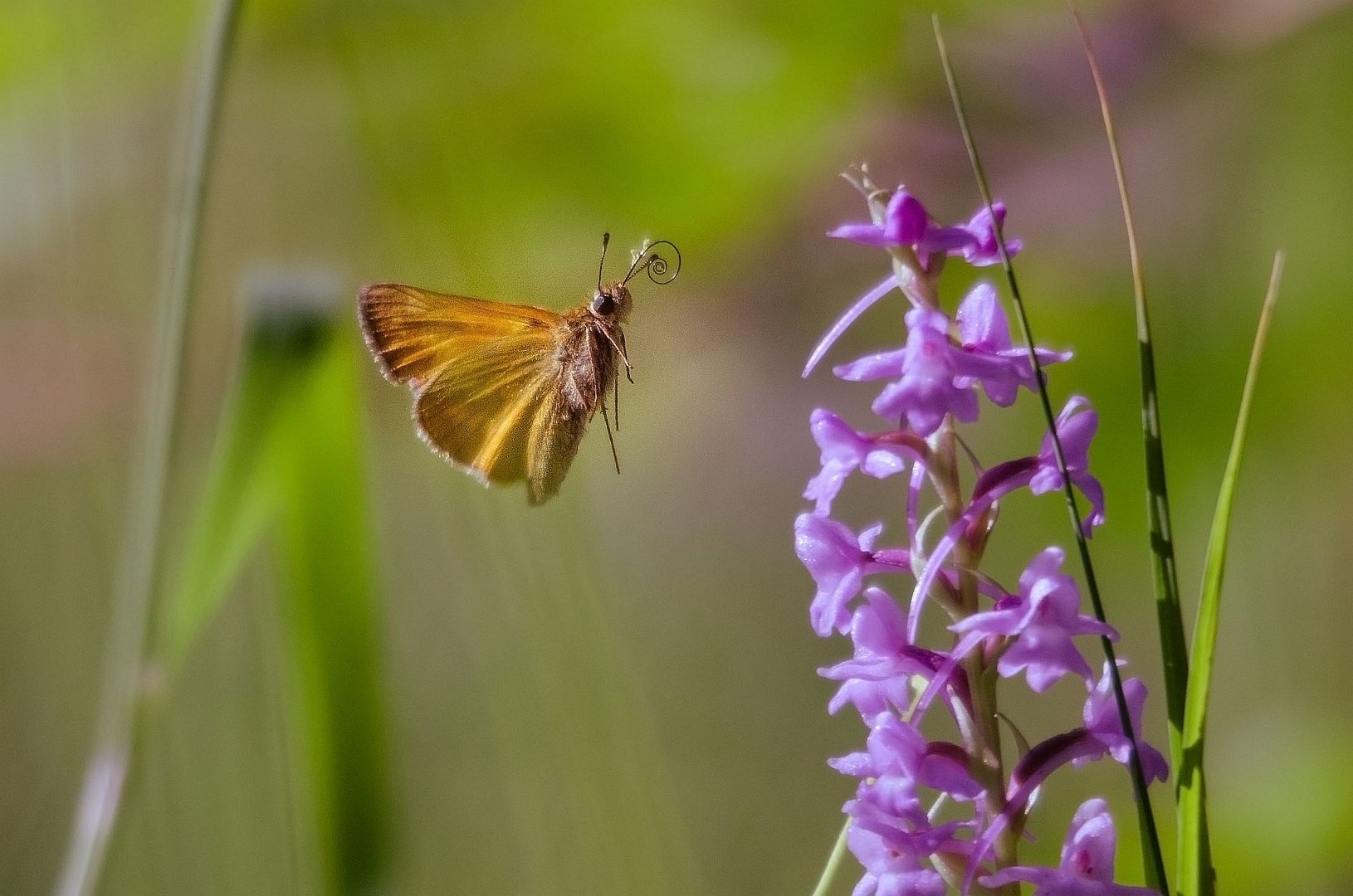 Orchideen sind süß