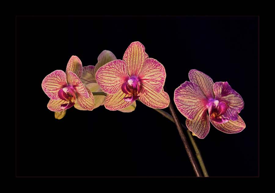 Orchideen Spielerei