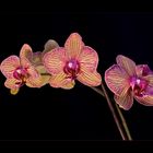 Orchideen Spielerei