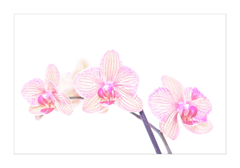 Orchideen Spielerei - die Zweite