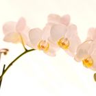 Orchideen Spielerei - nächster Versuch ...