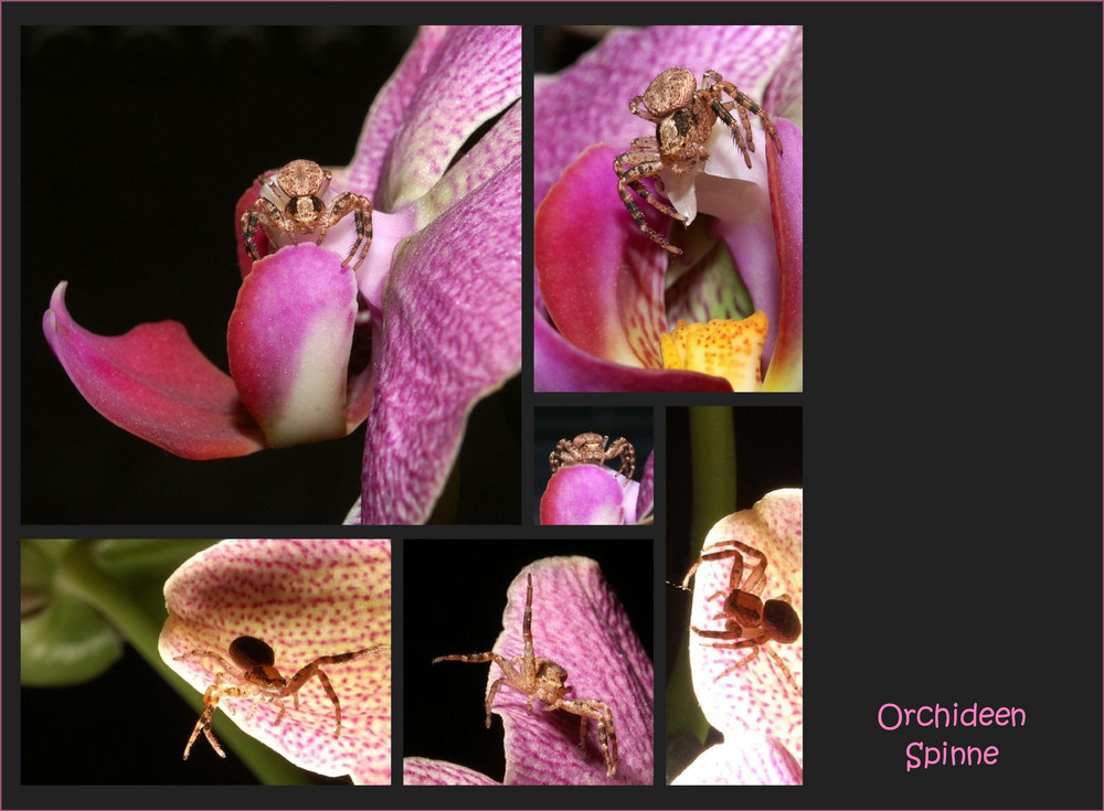 ORCHIDEEN-SPINNE...