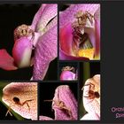 ORCHIDEEN-SPINNE...