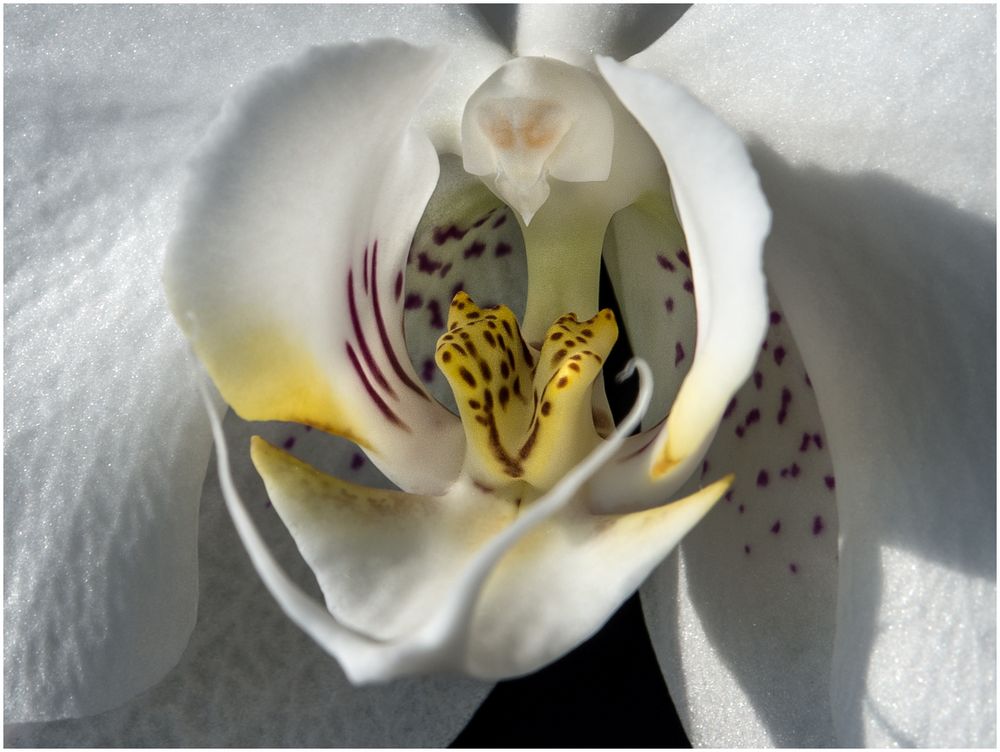 Orchideen-Stempel