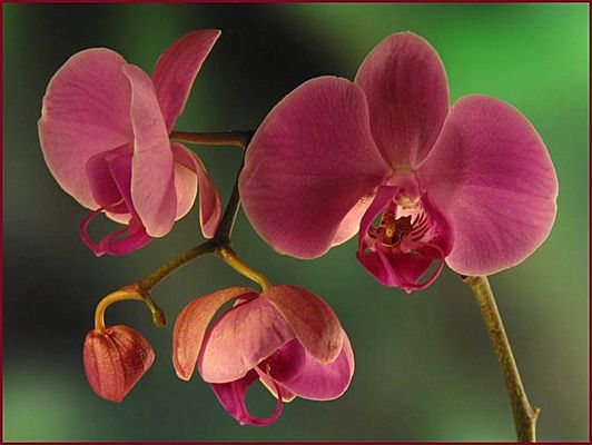 Orchideen-Studie #101