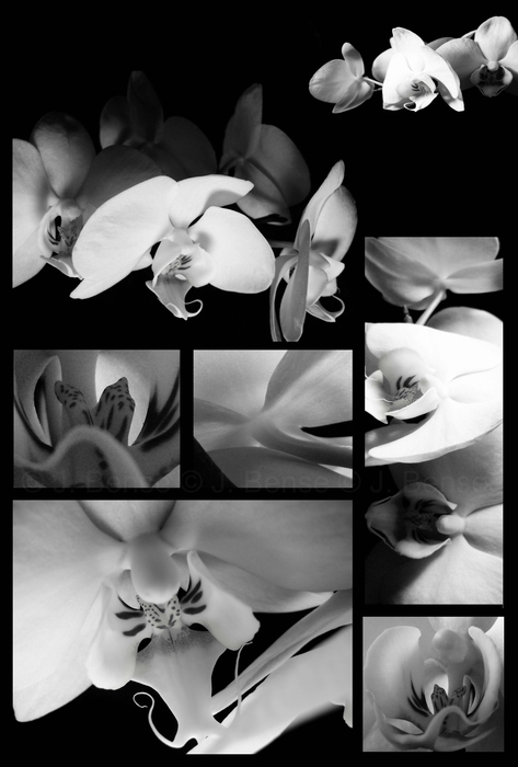 Orchideen-Studie :)