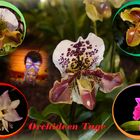 Orchideen Tage