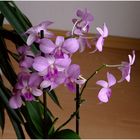 Orchideen - Test 1 - 6846