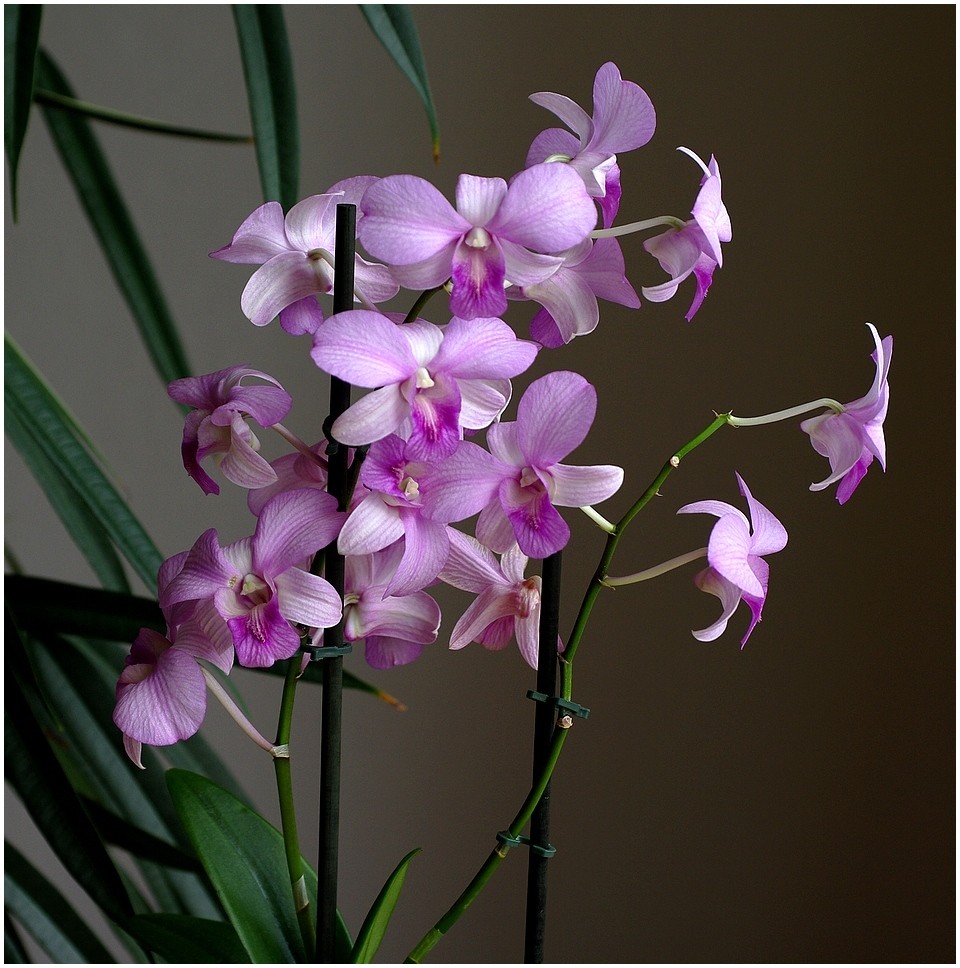 Orchideen - Test 2 - 6868