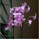 Orchideen - Test 2 - 6868