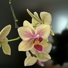 Orchideen -Träume 2